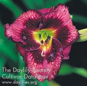 Daylily Delta Quadrant